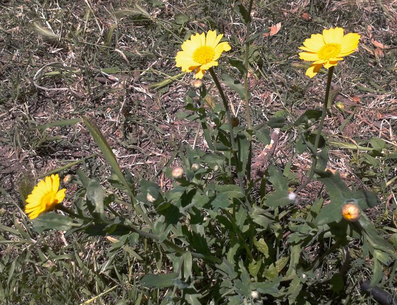 Glebionis (=Chrysanthemum) segetum
